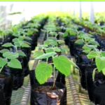 Plantas de paulownia