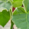 Paulownia Tomentosa