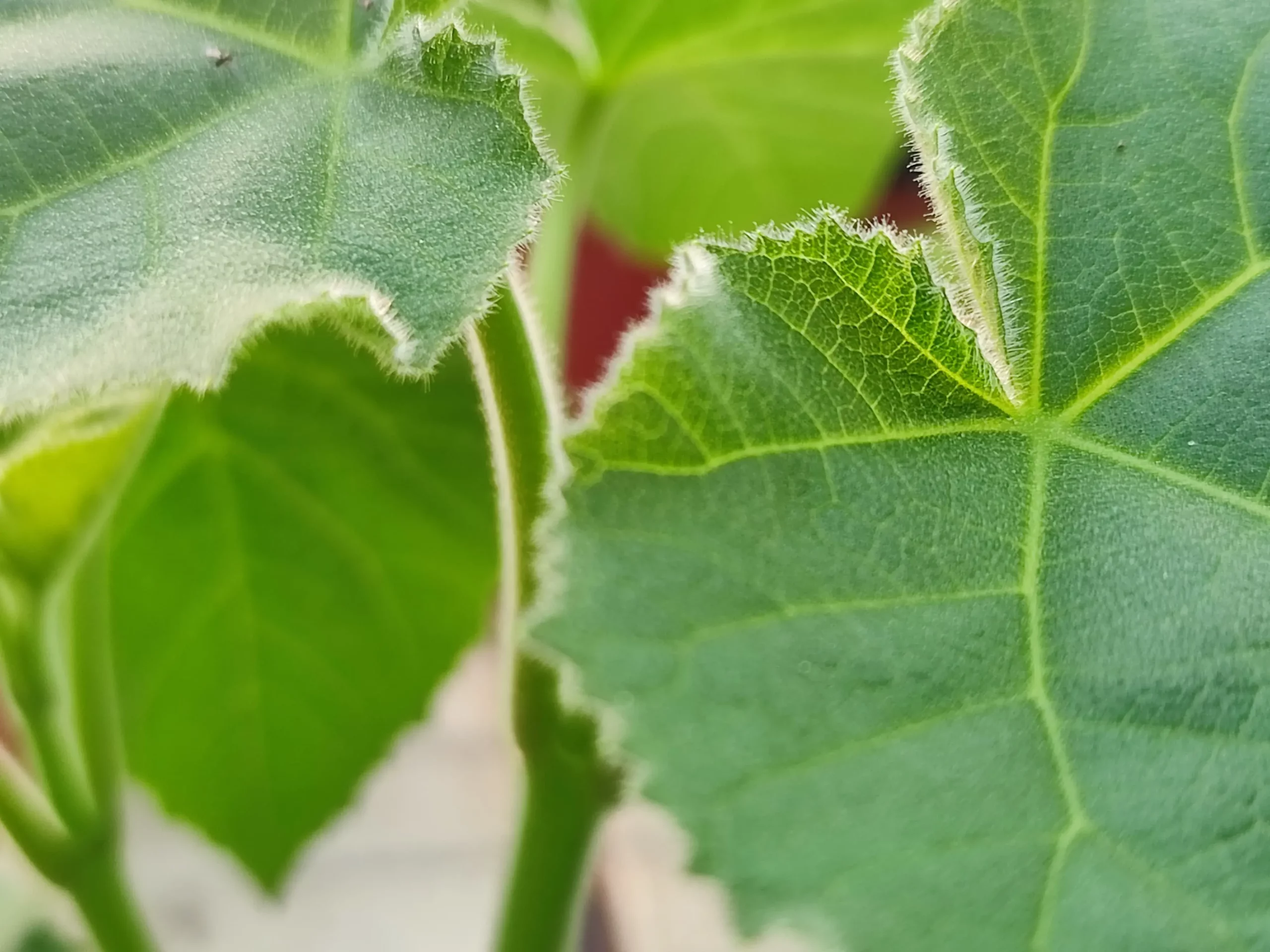 Exploitant arbre paulownia