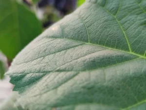 feuille de paulownia