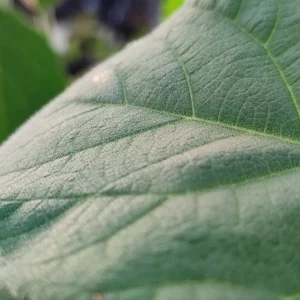 feuille de paulownia 1