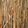 miscanthus, elephant grass, biomass-5121997.jpg