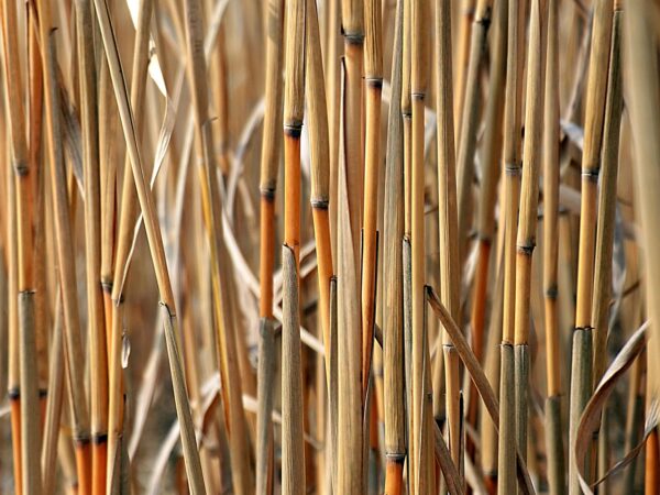 miscanthus, elephant grass, biomass-5121997.jpg