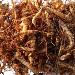 Rhizomes de miscanthus