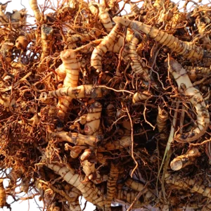 Rhizomes de miscanthus