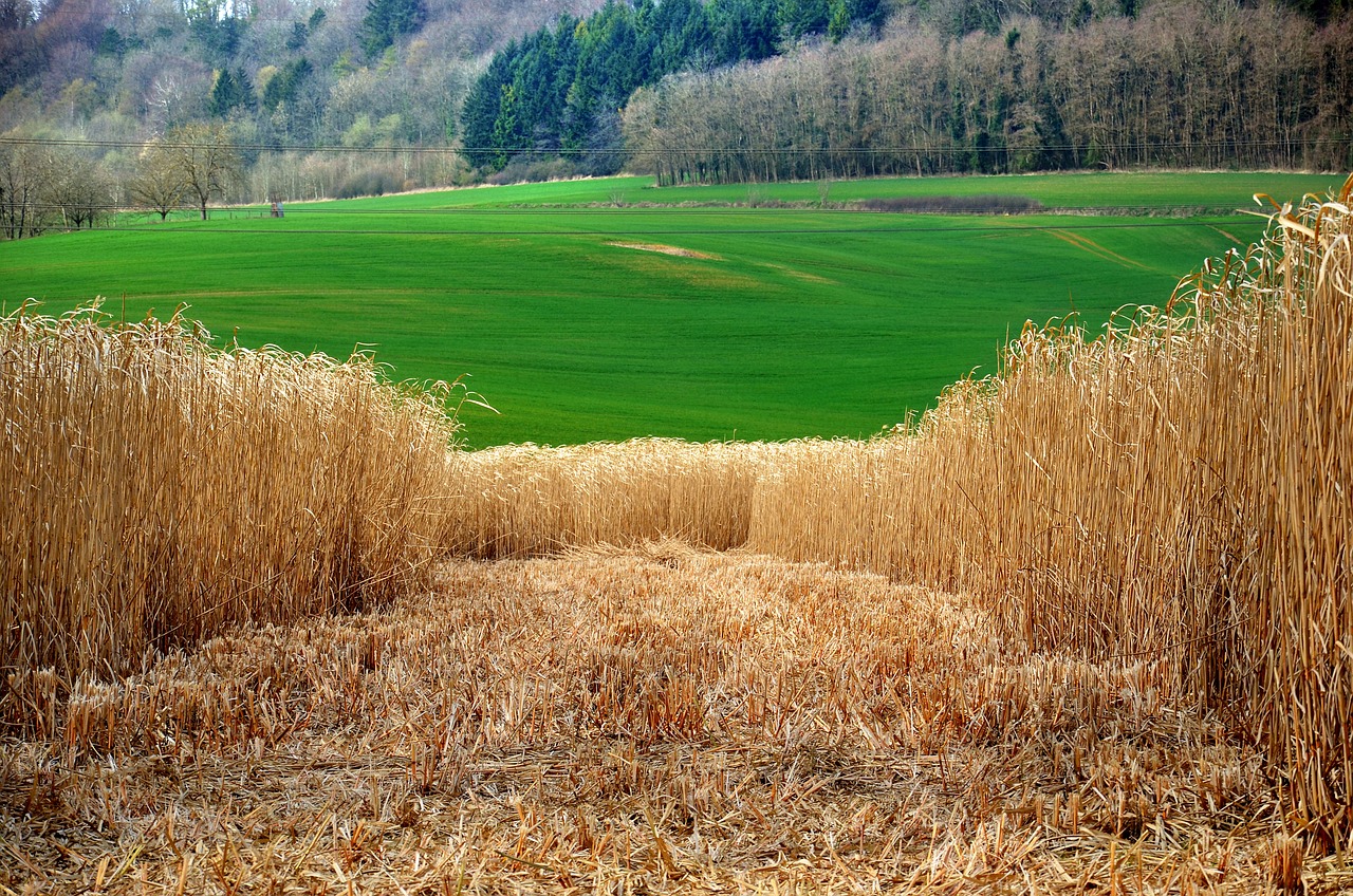 miscanthus-culture-alternative