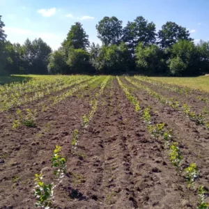 plantation de peuplier à plaquettes