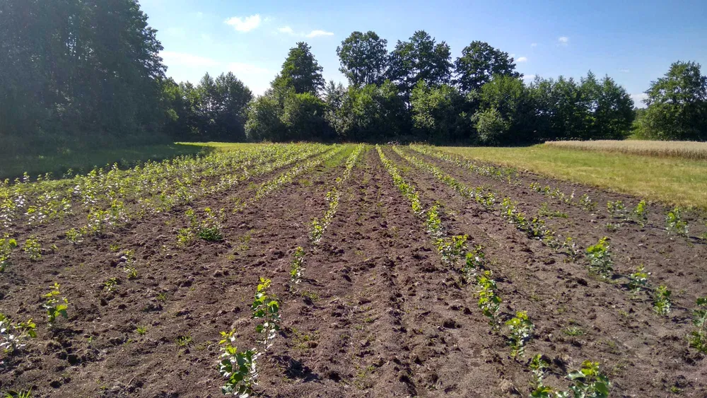 plantation de peuplier à plaquettes