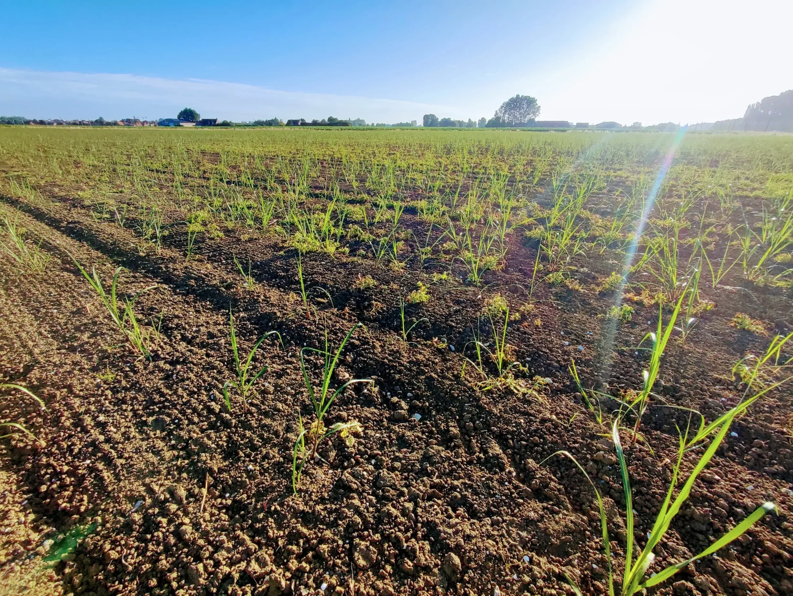 Implantation de miscanthus