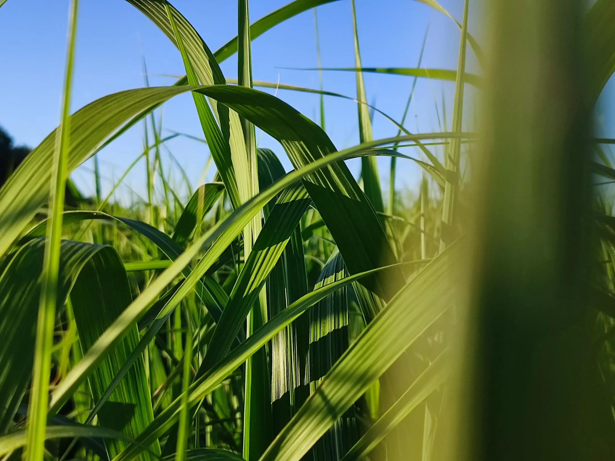 Plantation de miscanthus