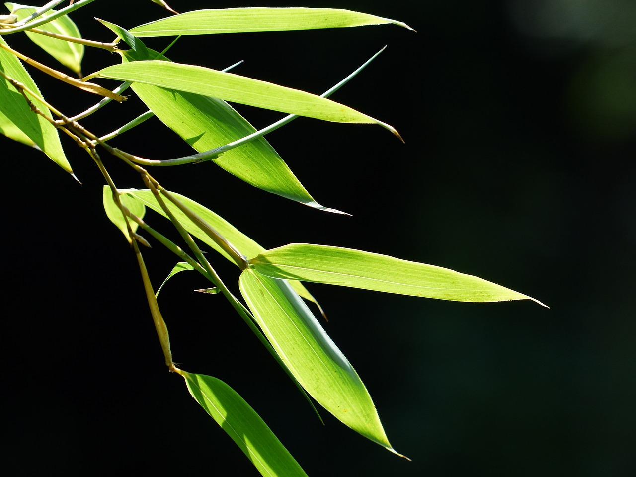 bamboo, bamboo leaves, leaves-167285.jpg