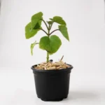 Planta de Paulownia elongata en macetas de 9×9 cm - crecimiento rápido 3 m/año, madera, biomasa, reforestación