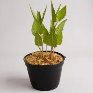 Plantas silfíceas: Silphium Perfoliatum