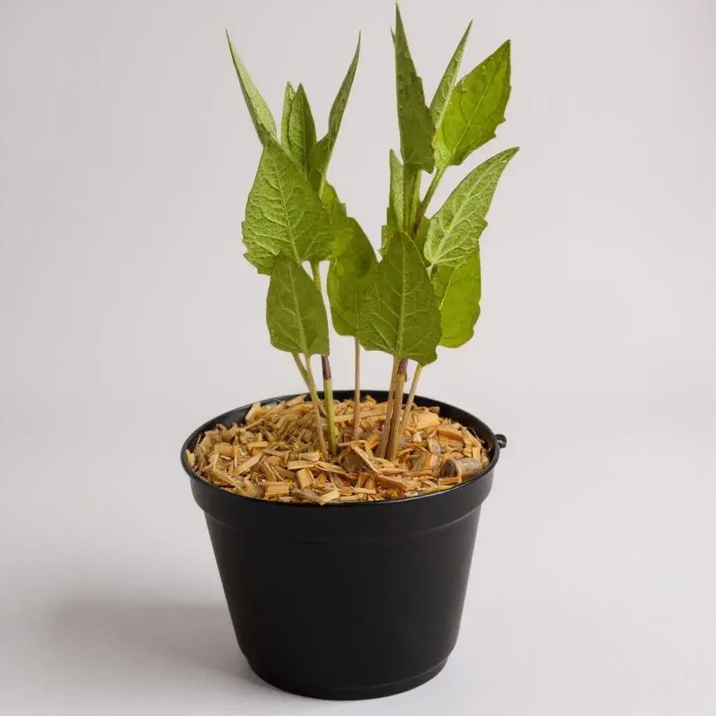 Plantas silfíceas: Silphium Perfoliatum