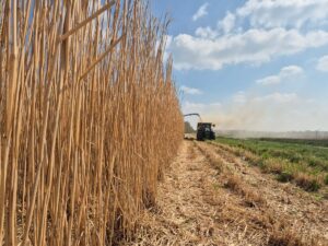 récolte de miscanthus