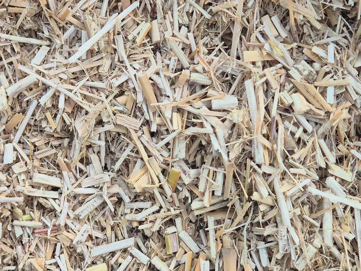 paillage de miscanthus