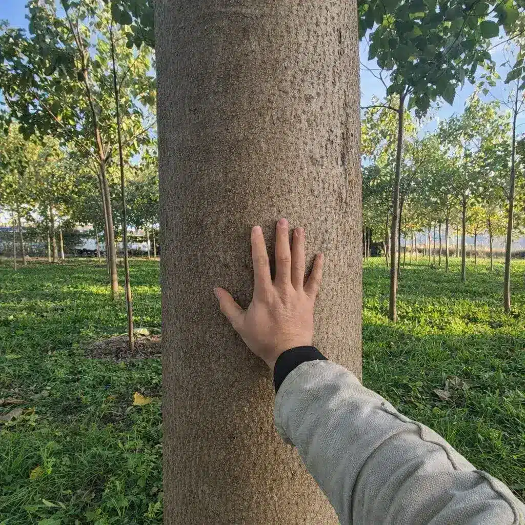 Paulownia à maturité : grume, croissance et valorisation bois