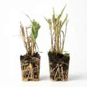 plantas de arundo donax