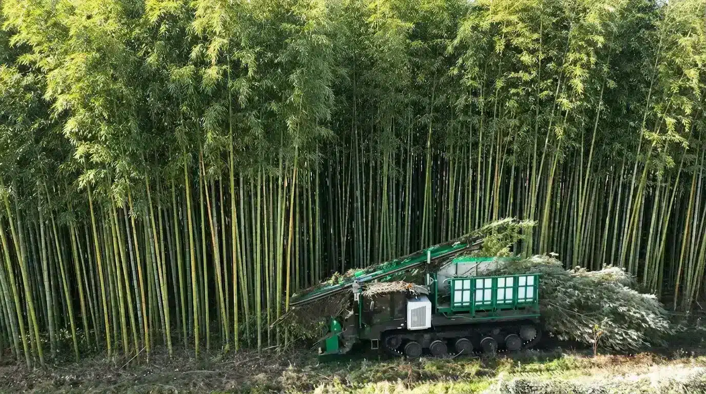 Récolte de bambou : coupe par chaumes (bambou géant)