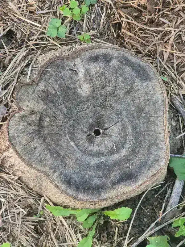 Souche de paulownia après coupe, capacité de recépage et gestion de la repousse